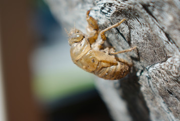 Cicada Shell