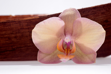 Einzelne Orchideenblüte