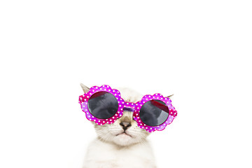gatto con occhiali rosa