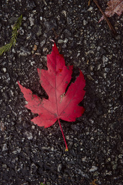 Canadian Maple Leaf