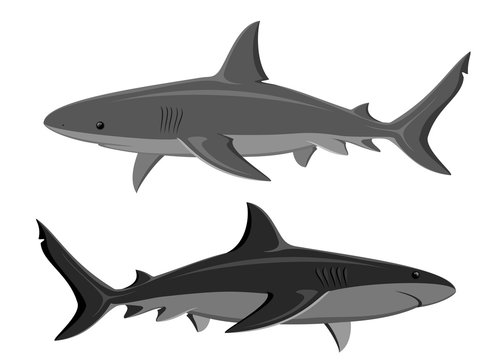 Sharks. Set of two great white sharks isolated on white. Raster.