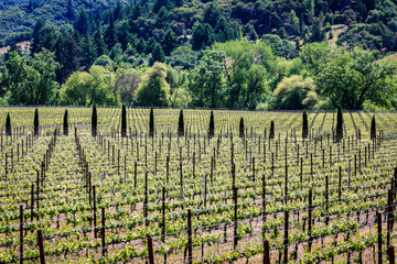 Fototapeta na wymiar Rolling hills of California wine country