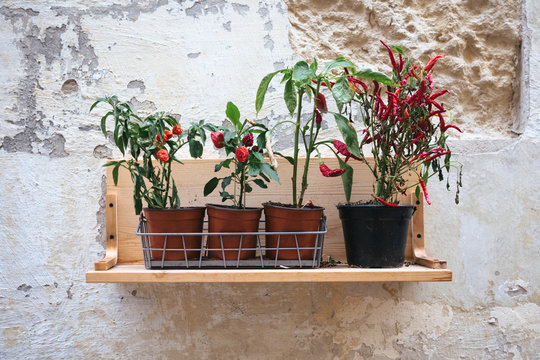 The Little Garden