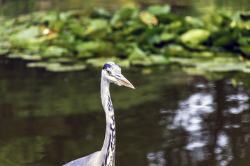 Wild heron on hunt / United Kingdom