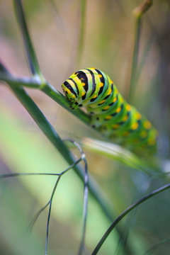 Monarch Caterpillar