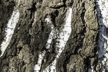 birch bark close up for background