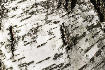 birch bark close up for background