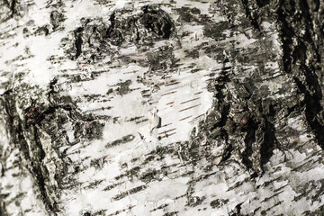 birch bark close up for background