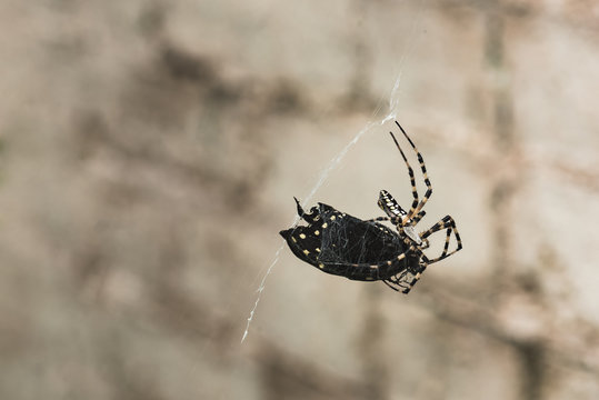 A Spider Eats A Butterfly