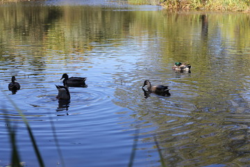 Canards