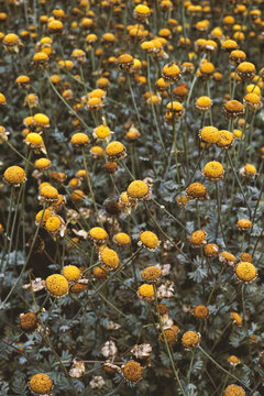 Dying flowers at the end of summer
