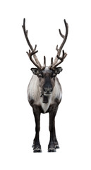 Frontal view of reindeer isolated on a white background. The whole body with antlers.