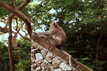 monkey attraction, have fun and slide down