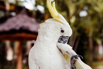 beautiful white parrot sitting on a branch and cleans feathers.