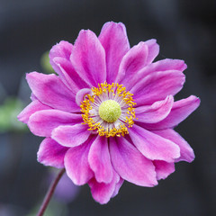 Obraz premium Pink Japanese Anemone in a square format