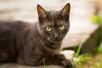 Portrait of brown cat with green eyes