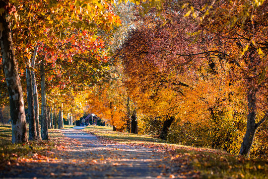 Alley of a beautiful autumn trees in a park