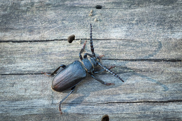 Beetle Prionus coriarius on old oak
