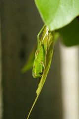 Green Grasshopper on a Nashi leaf