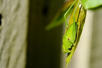 Bright Green Grasshopper sunlit