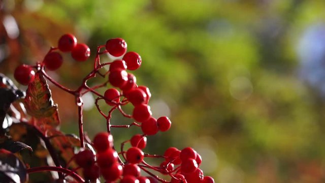 Red fall barries fruits of Rowan (Sorbus aucuparia) blowing in the wind narrow depth of field 4K