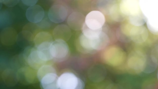 Pretty abstract fall coloured out of blurry focus bokeh light blobs of leaves and trees in stormy weather 4K 