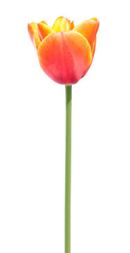 Bright orange tulip flower isolated on white background