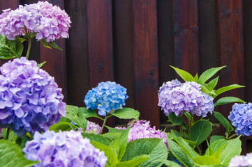 Fototapeta na wymiar Nice coloured hydrangea flower with the wooden fence in the background