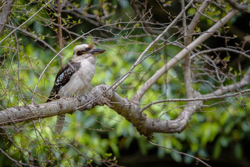 Bird Kookaburra