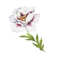 Image of Peony flower. Hand draw watercolor illustration.