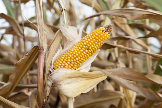 Mature corn