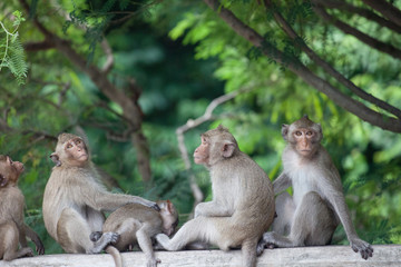 Naklejka premium 可愛いサル