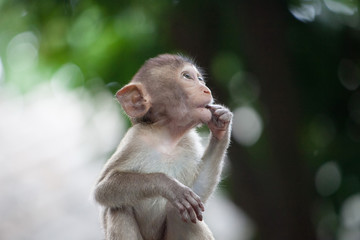 可愛いサル