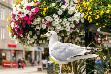 Seagull in Aberdeen in Scotland
