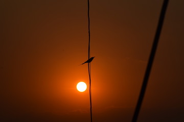 Fototapeta na wymiar bird silhouette 