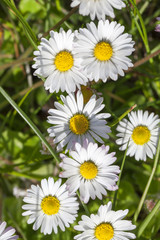 Fototapeta na wymiar Daisy flowers , top