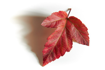 Autumn red leaf./Autumn red leaf on a white background with volumetric light.