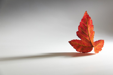 Autumn red leaf./Autumn red leaf on a white background with volumetric light.