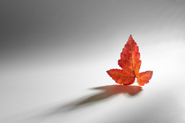 Autumn red leaf./Autumn red leaf on a white background with volumetric light.