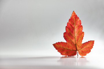 Autumn red leaf./Autumn red leaf on a white background with volumetric light.