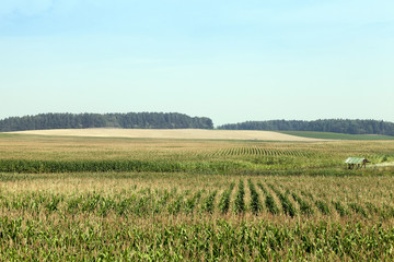 Corn field, forest and sky