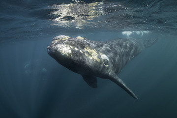 Southern right whale mother and calf underwater view, Nuevo Gulf, Valdes Peninsula, Argentina. © wildestanimal