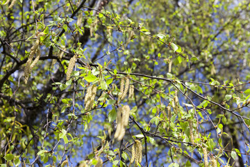 birch catkins, outdoors