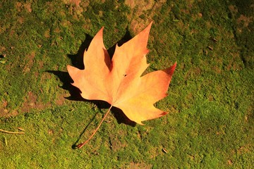 autumn maple