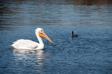 Pelican swimming towards American Coot