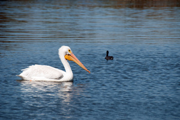 Pelican with American Coot