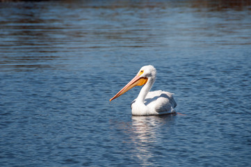 Fototapeta na wymiar Pelican in Lake