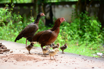 2 hens and little chick standing on cement ground to receive sun light in morning