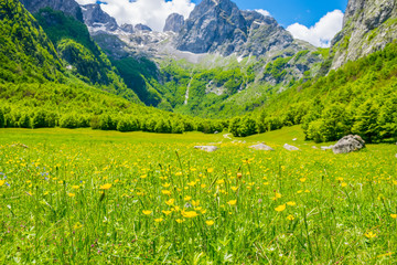 Fototapeta na wymiar Picturesque flowers in the meadow in the high mountains.