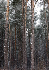 Fototapeta premium forest in winter